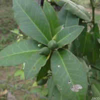 Atalantia ceylanica (Arn.) Oliv.